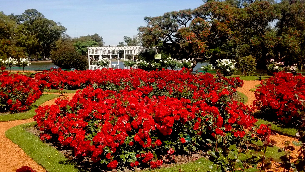 131-rosedal-de-palermo-reconocido-con-el-premio-internacional-garden-excellence-award-817-big
